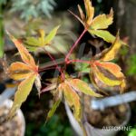 Acer Palmatum 'Ori Zuro Momohu' - Érable du Japon