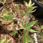 Acer Palmatum 'Ori Zuro Momohu' - Érable du Japon