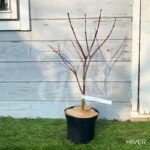 Acer palmatum 'Péve Dave' - Érable du Japon