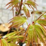 Acer palmatum 'Sango Kaku' - Érable du Japon