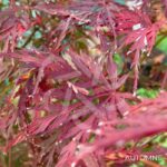 Acer palmatum 'Seiryu' - Érable du Japon
