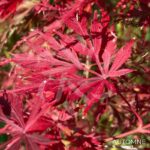 Acer palmatum 'Seiryu' - Érable du Japon