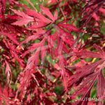 Acer palmatum 'Seiryu' - Érable du Japon