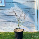 Acer palmatum 'Seiryu' - Érable du Japon