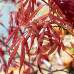 Acer Palmatum 'Shi En' - Érable du Japon