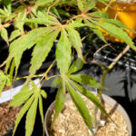 Acer Palmatum 'Shi En' - Érable du Japon