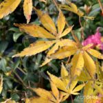 Acer Palmatum 'Shi En' - Érable du Japon