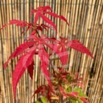 Acer Palmatum 'Shi En' - Érable du Japon