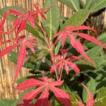 Acer Palmatum 'Shi En' - Érable du Japon