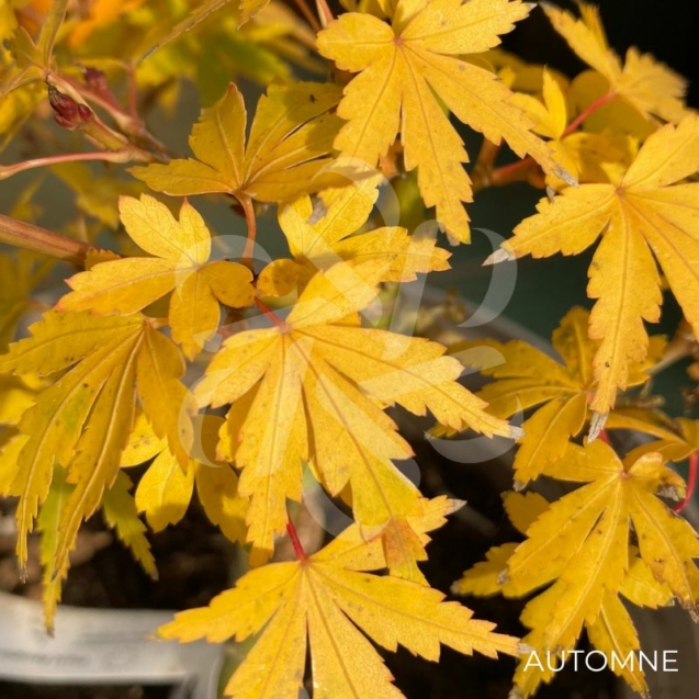 Acer palmatum 'Suzu Kaze' - Érable du Japon