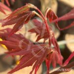 Acer palmatum 'Brown Sugar' - Érable du Japon