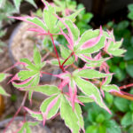 Acer Palmatum 'Ori Zuro Momohu' - Érable du Japon
