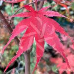 Acer palmatum 'Péve Dave' - Érable du Japon