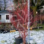 Acer palmatum 'Sango Kaku' - Érable du Japon
