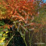 Acer palmatum 'Seiryu' - Érable du Japon