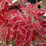 Acer palmatum 'Anna's Broom' - Érable du Japon