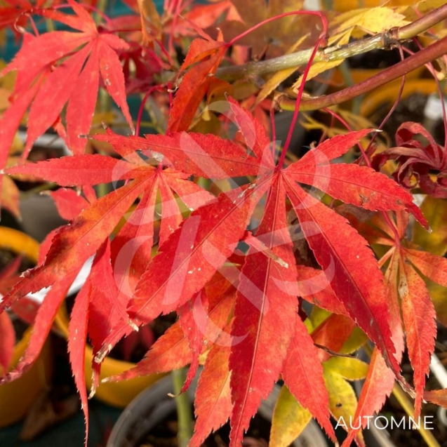 Acer palmatum 'Christy Ann' - Érable du Japon rouge chez Palmatia Plantes
