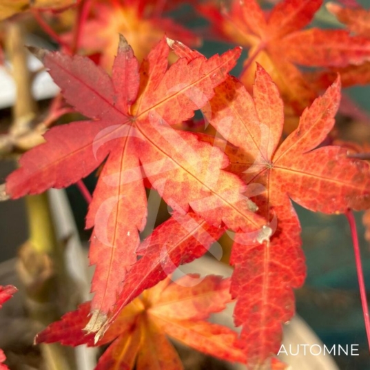 Acer palmatum 'Golden Falls' - Érable du Japon