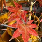Acer Palmatum 'Hino-o' - Érable du Japon