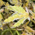 Acer Palmatum 'Iyoshi' - Érable du Japon