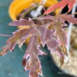 Acer Palmatum 'Iyoshi' - Érable du Japon