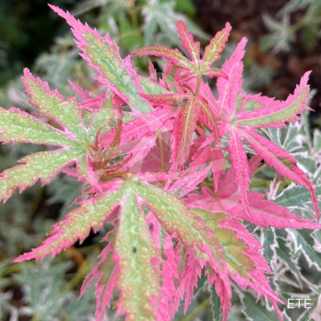 Acer Palmatum 'Iyoshi' - Érable du Japon