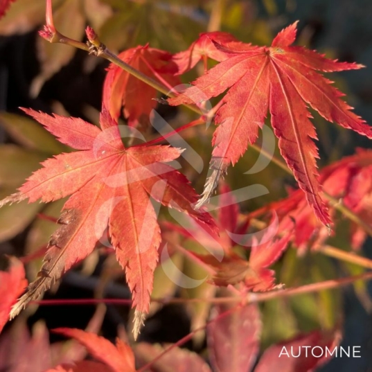 Acer Palmatum 'Nakata' - Érable du Japon chez Palmatia Plantes