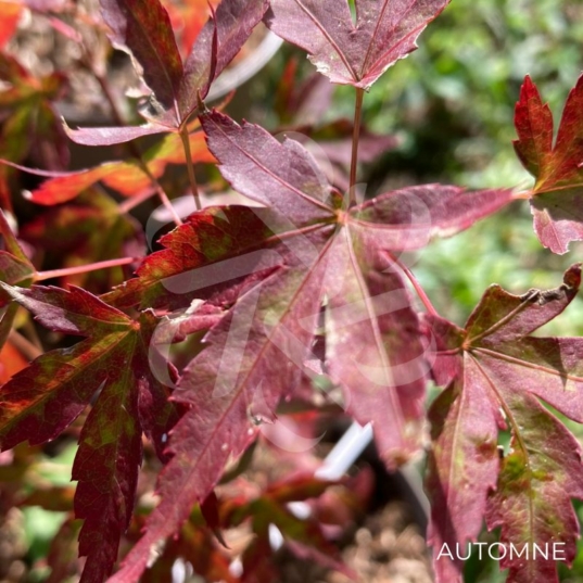 Acer Palmatum 'Ryugu' - Érable du Japon