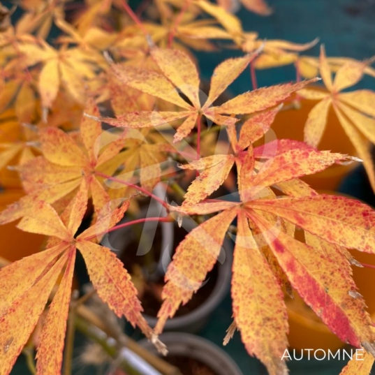 Acer palmatum 'Yoshimizu' - Érable du Japon