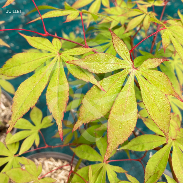 Acer palmatum 'Ide No Sato' - Érable du Japon