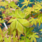 Acer palmatum 'Ide No Sato' - Érable du Japon