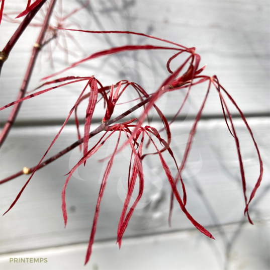 Acer Palmatum 'Tom' - Érable du Japon