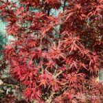 Acer palmatum Shaina - Érable du Japon