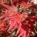 Acer palmatum Shaina - Érable du Japon