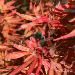 Acer palmatum Shaina - Érable du Japon