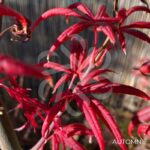 Acer palmatum 'Starfish' - Érable du Japon