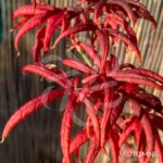 Acer palmatum 'Starfish' - Érable du Japon