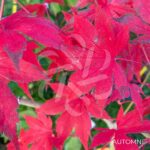 Acer palmatum 'Britta's Best' - Érable du Japon