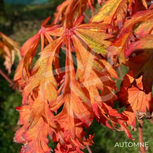 Acer japonicum 'Aconitifolium' - Érable du Japon