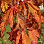 Acer japonicum 'Aconitifolium' - Érable du Japon