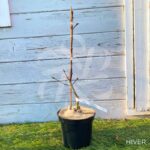 Acer japonicum 'Aconitifolium' - Érable du Japon