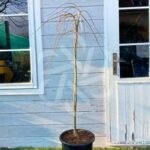 Acer palmatum 'Cascade Emerald' - Érable du Japon