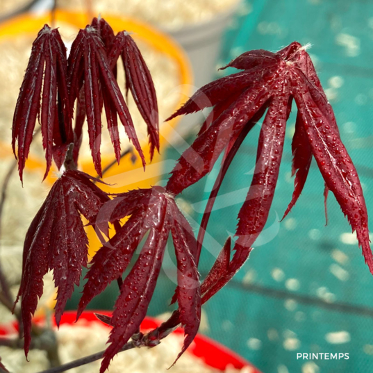 Acer palmatum 'Okken's' - Érable du Japon