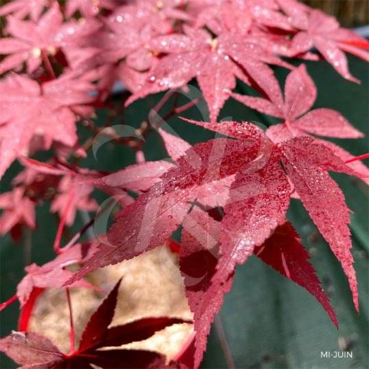 Acer palmatum 'Okken's' - Érable du Japon