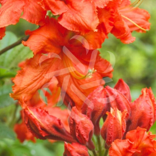 L'Azalée de Chine 'Hotspur Red'