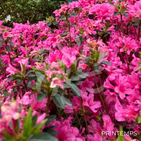 Azalea japonica 'Amoena' - Azalée du Japon