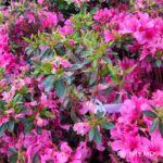 Azalea japonica 'Amoena' - Azalée du Japon