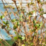 Azalea japonica 'Amoena' - Azalée du Japon
