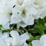 Azalée du Japon Encore 'Pure White'