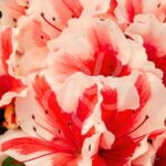 Azalée du Japon Encore 'Starburst'